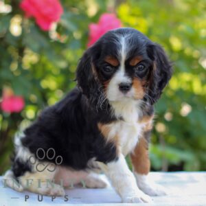 Breeds - Alt 24