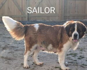 Samson – F1's mother, a St. Bernard