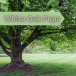 Profile picture of White Oak Pups