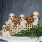 Profile picture of Royalty Pets
