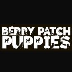 Profile picture of Berry Patch Puppies