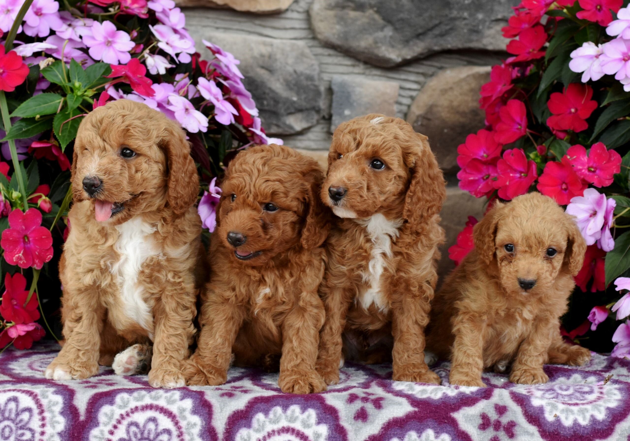 【新品・未使用】DOG in The PWO EVOL&EFIL Love Pup™ Arrangement