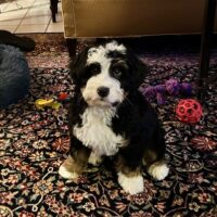 Adopted Puppies in Their New Homes