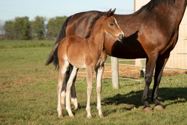 Horses (1)