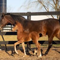Horses (2) 