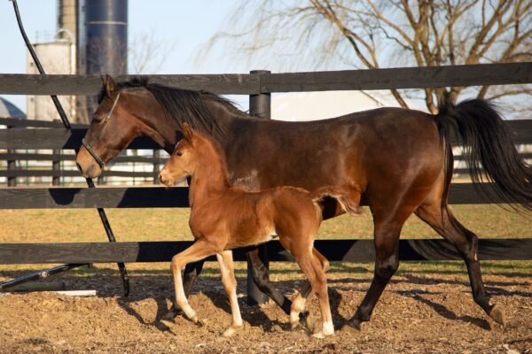 Horses (2)