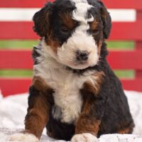 Jasper 1 