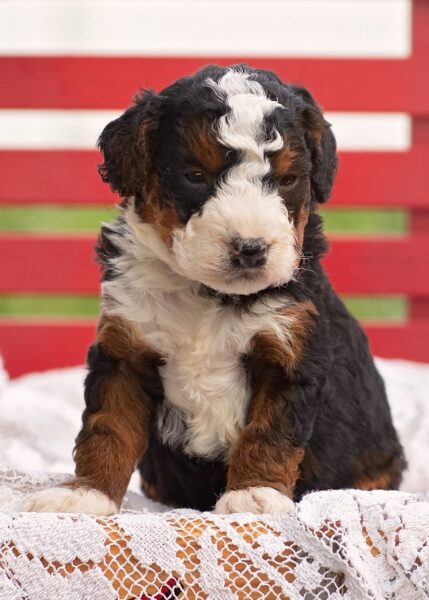 Jasper 1