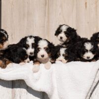 Previously Adopted Puppies