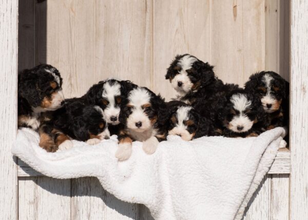 Mason’s puppies