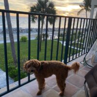 Bahama Puppy 