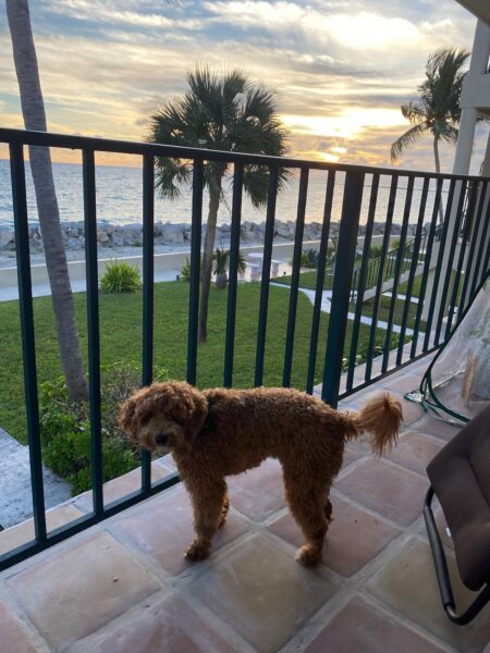 Bahama Puppy