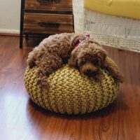 Christi – Puppy in New Home 