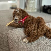 Pup in new Home 
