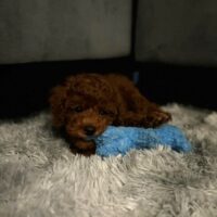 Pup in new home 