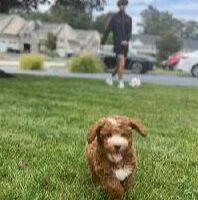 Puppy In New Home 