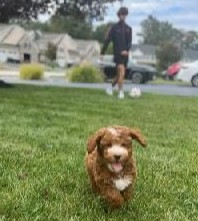 Puppy In New Home