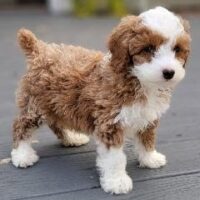 Puppy In New Home 