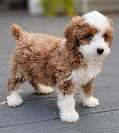 Puppy In New Home
