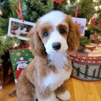 Puppy in New Home 1 