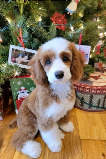 Puppy in New Home 1
