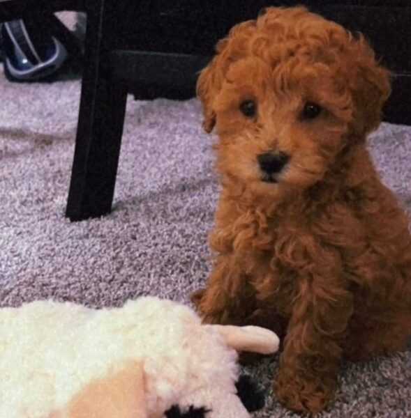 Puppy in new home