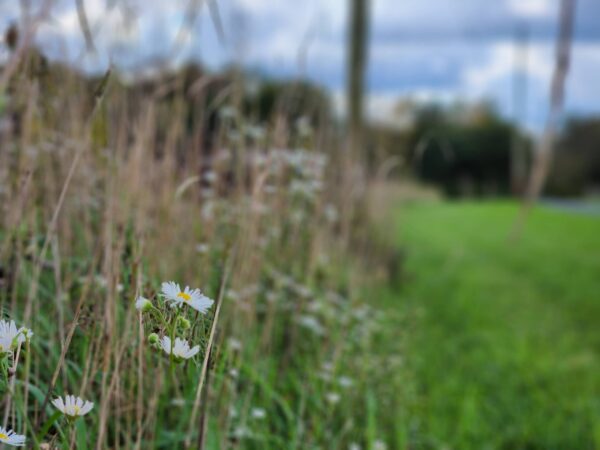 Home Photos (13)