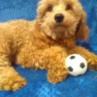 Reba 
