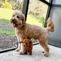Happy Puppy 