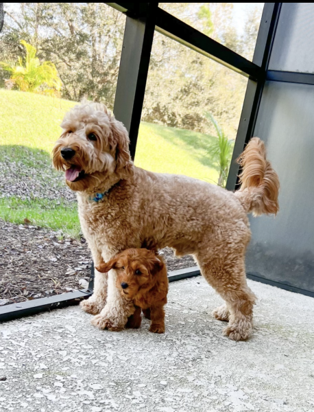 Happy Puppy