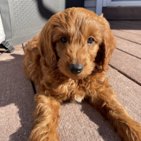 Happy Puppy! 