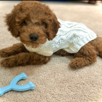 Happy Puppy at New Home 