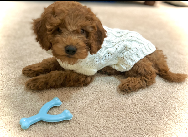 Happy Puppy at New Home