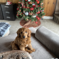 Merry Christmas! 