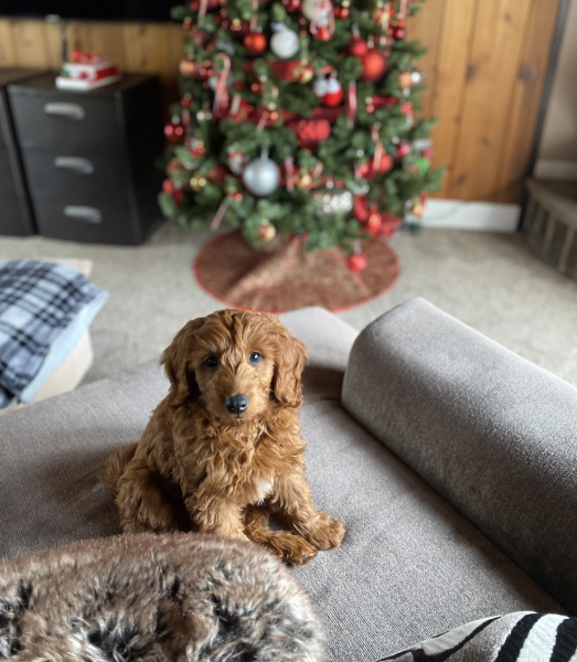 Merry Christmas!