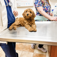 Puppy at Routine Vet Check 