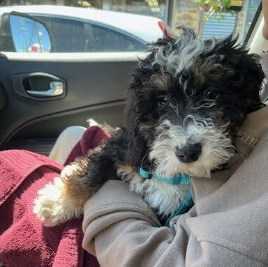 White Oak Puppy – 2