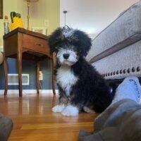 White Oak Puppy 