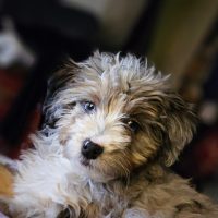 white oak pups customer pic 