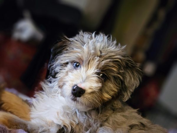 white oak pups customer pic
