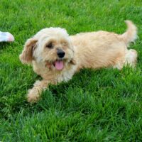 Cavapoo F1- Dam- Bubbles (15lb) 
