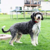 Mini Bernedoodle F1- Sire- Easton (25lb) 