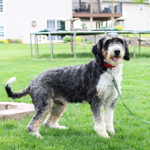 Mini Bernedoodle F1- Sire- Easton (25lb)