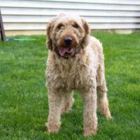 Mini Goldendoodle F1B- Dam- Hazel (20lb) 