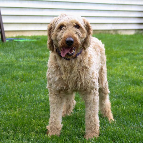 Mini Goldendoodle F1B- Dam- Hazel (20lb)