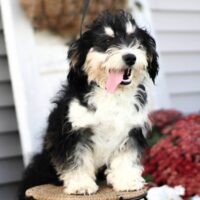 Janie 