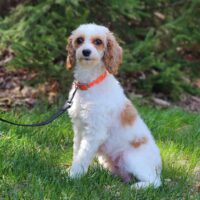 F1 Cavapoo Mom Willa 