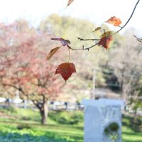 IMG_2461 