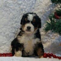 Mini Bernedoodles (previously adopted)