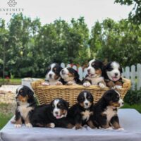 Bernese Mountain Dog Group 